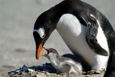 Eselspinguin (87 von 97).jpg